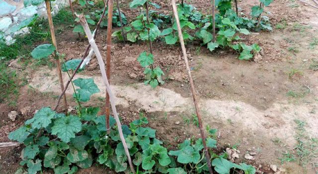 播种希望，收获金秋