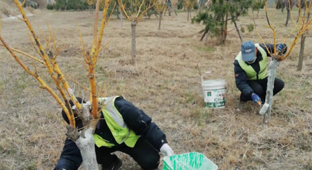 冬季施工养树忙